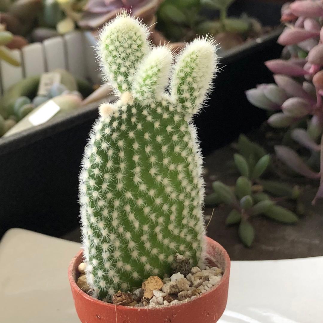 専用！多肉植物^o^  バニーカクタス
