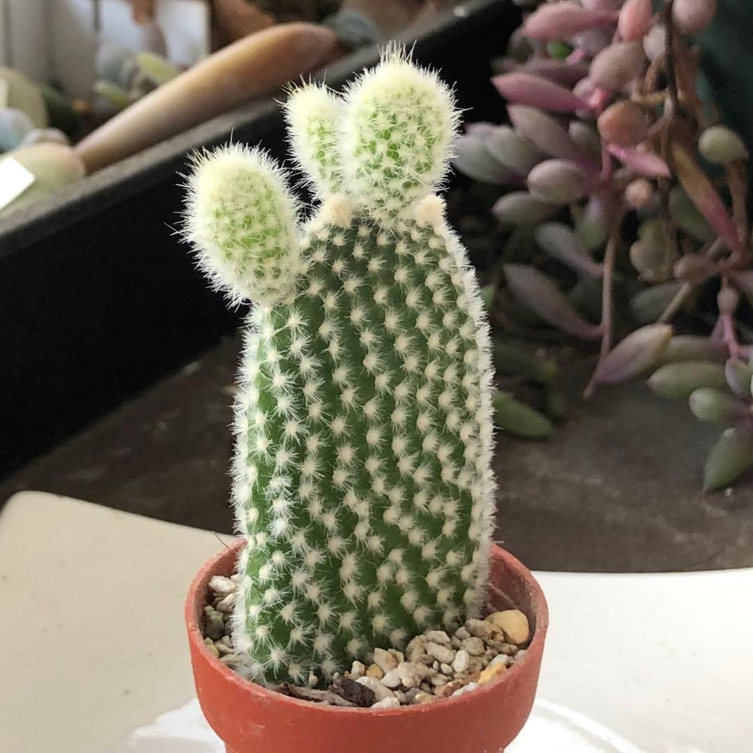 専用！多肉植物^o^  バニーカクタス