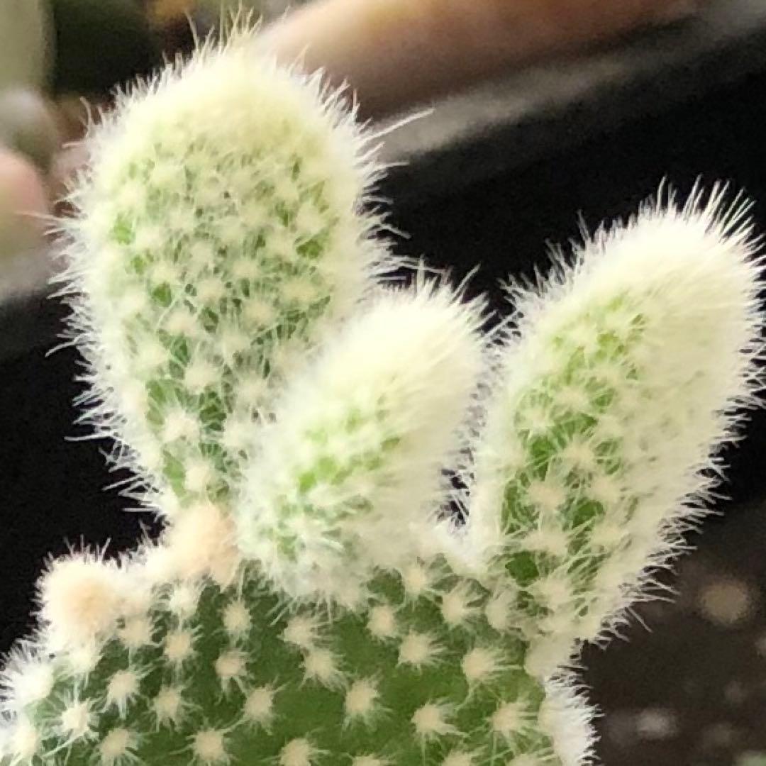 専用！多肉植物^o^  バニーカクタス