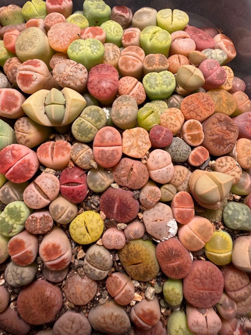 ⑥リトープス 実生苗 ミックス 約 190～230株左右 カラフル 多肉植物