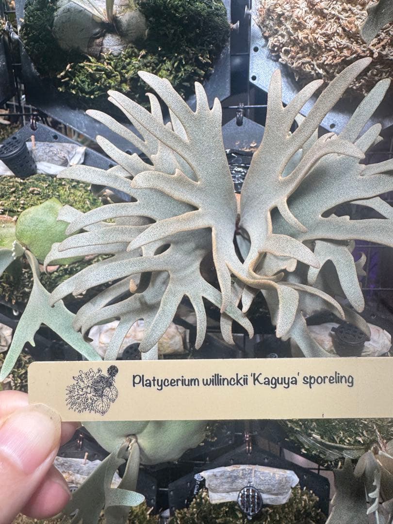 月*光様 willinckii kaguya sporeling