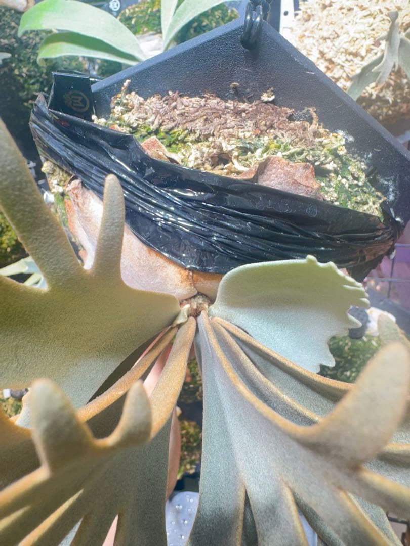 月*光様 willinckii kaguya sporeling