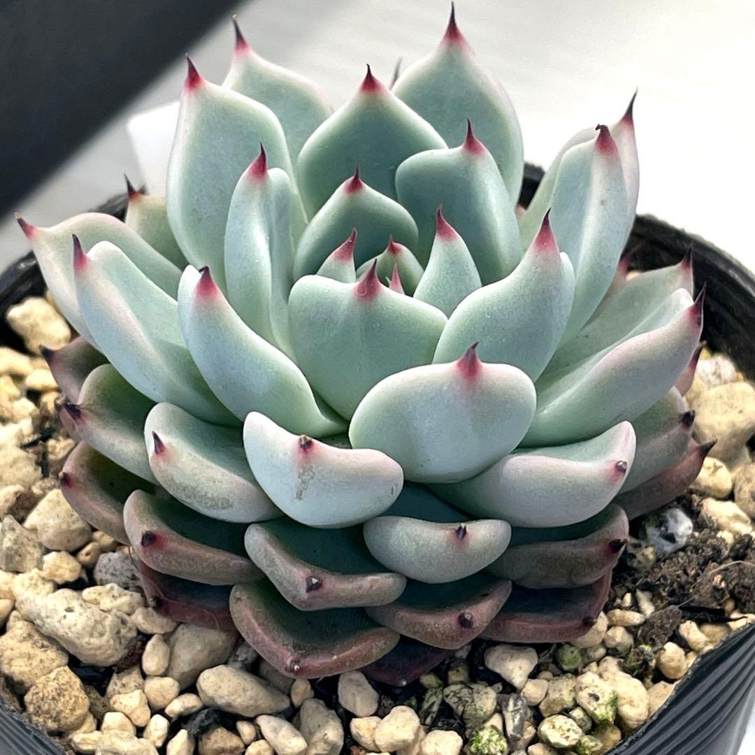 札付き！　超美株！　ミックスベリア　そわそわ　第4種抜き苗発送