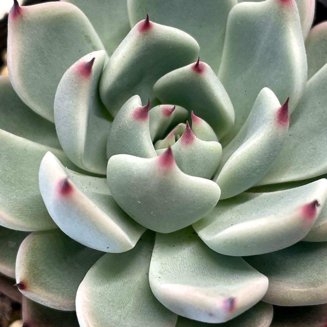 札付き！　超美株！　ミックスベリア　そわそわ　第4種抜き苗発送