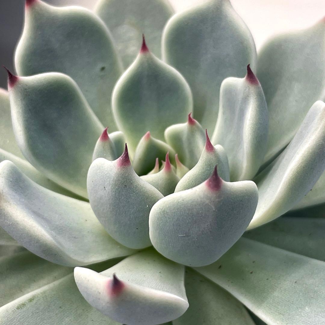 札付き！　超美株！　ミックスベリア　そわそわ　第4種抜き苗発送