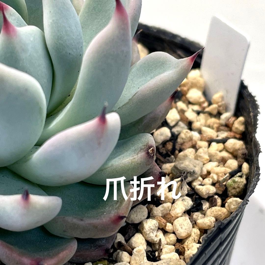 札付き！　超美株！　ミックスベリア　そわそわ　第4種抜き苗発送