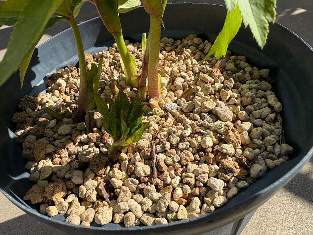 クリスマスローズ カップ咲き リバーシブル セミダブル ホワイト