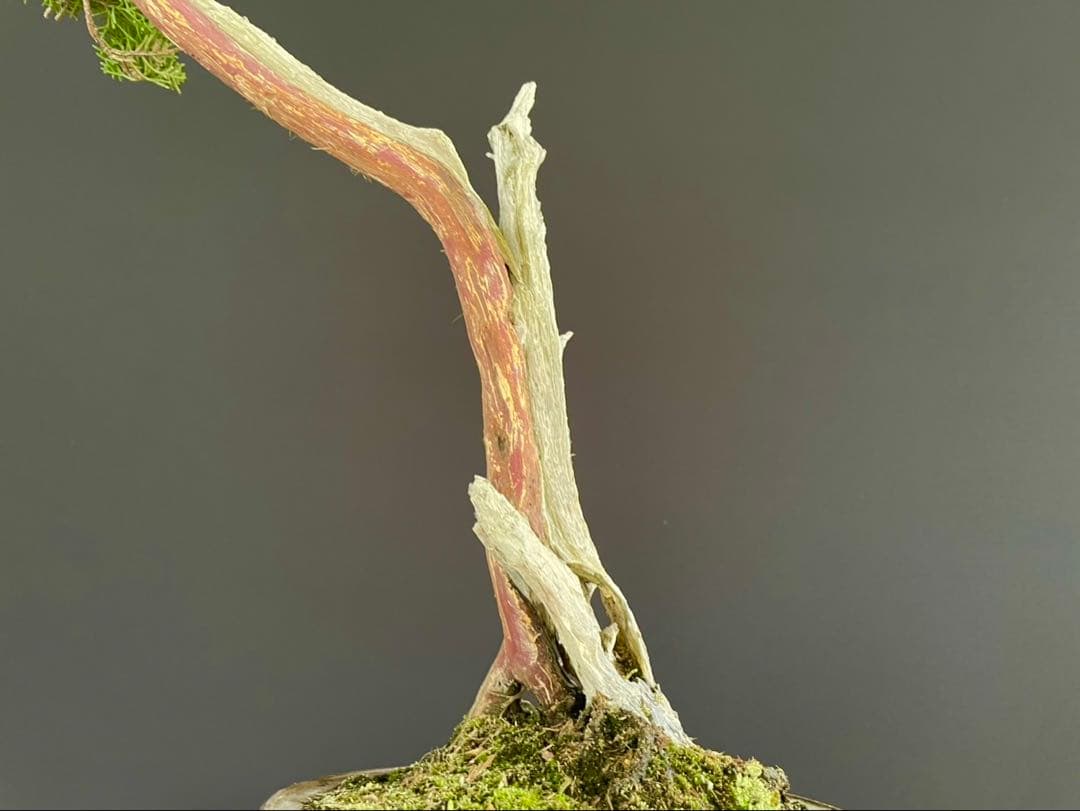 白木盆栽園 文人 真柏 樹高48センチ 盆栽黒松赤松五葉松真柏雑木趣味