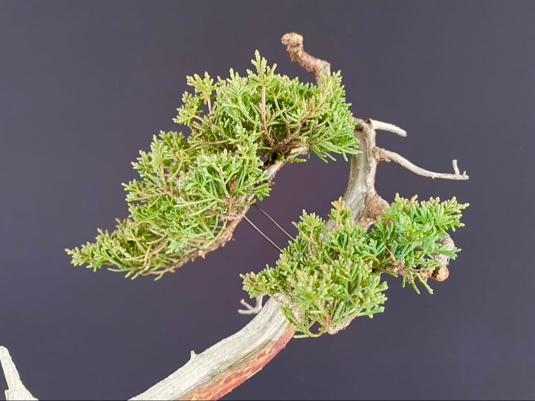 白木盆栽園 文人 真柏 樹高48センチ 盆栽黒松赤松五葉松真柏雑木趣味