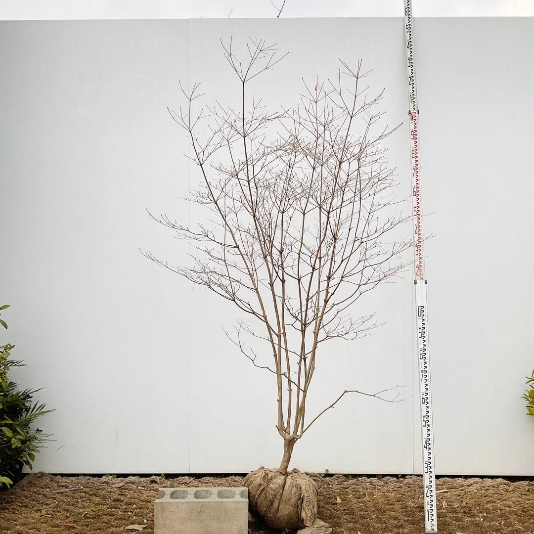 山採り　ドウダンツツジ　白花/ 17