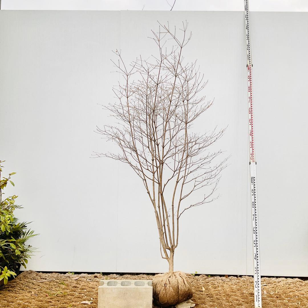 山採り　ドウダンツツジ　白花/ 17