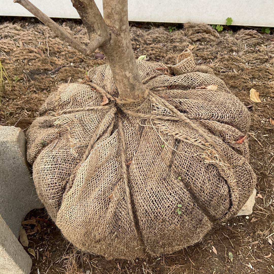 山採り　ドウダンツツジ　白花/ 17