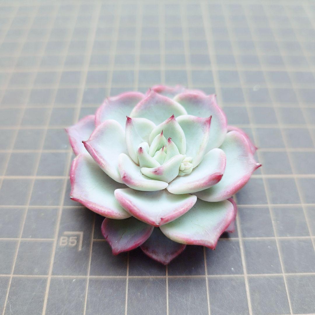 フェアリークイーン◎多肉植物 カット苗 輸入苗 エケベリア等 - メルカリ