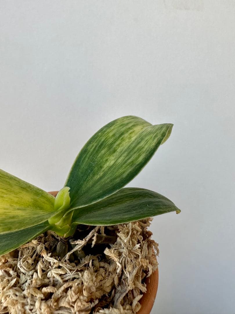 【 名護蘭 】希少‼️神秘　340