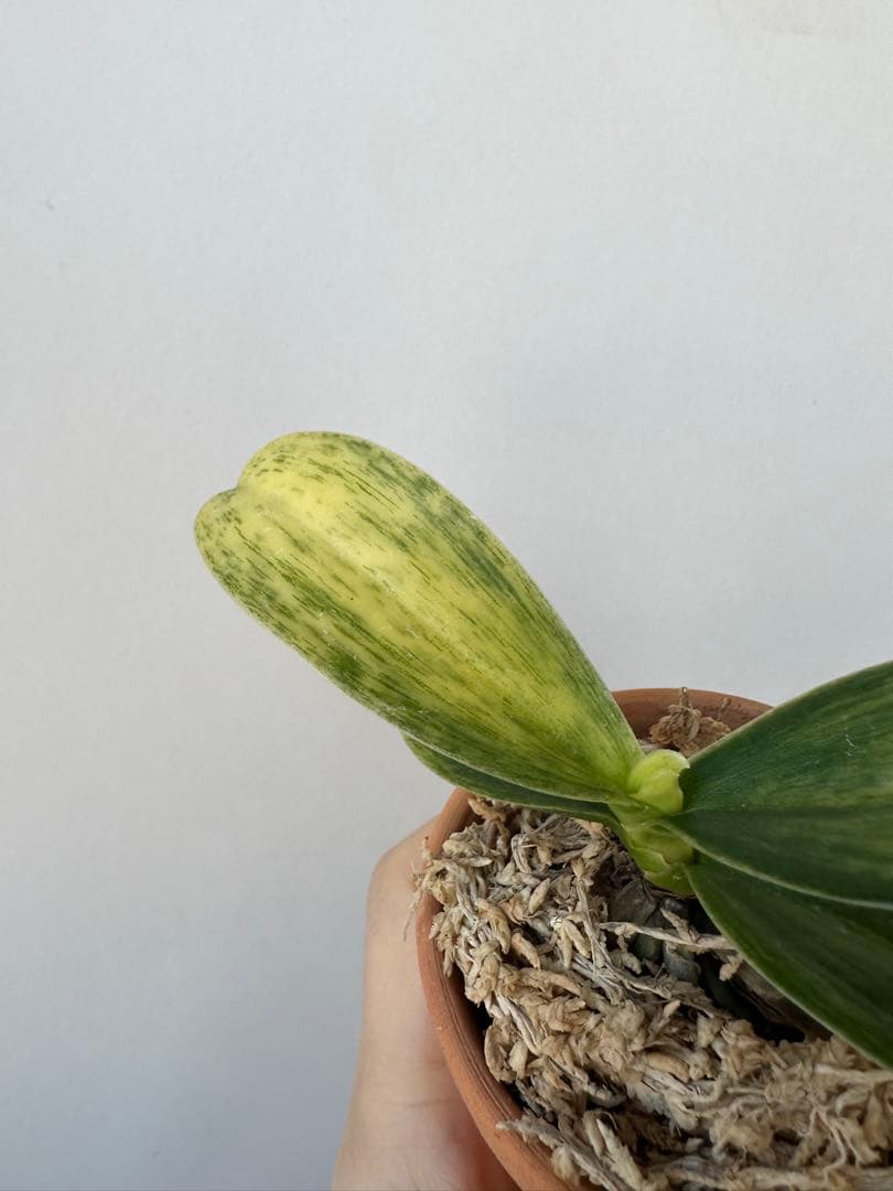 【 名護蘭 】希少‼️神秘　340