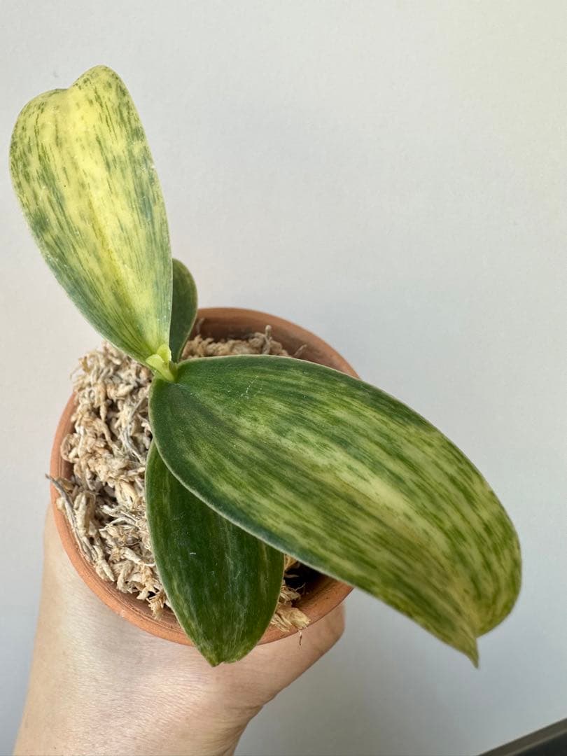 【 名護蘭 】希少‼️神秘　340