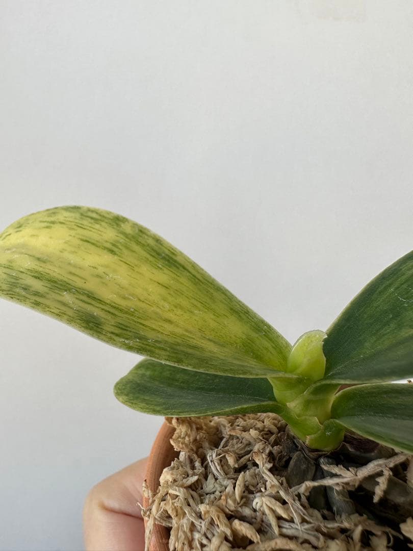 【 名護蘭 】希少‼️神秘　340