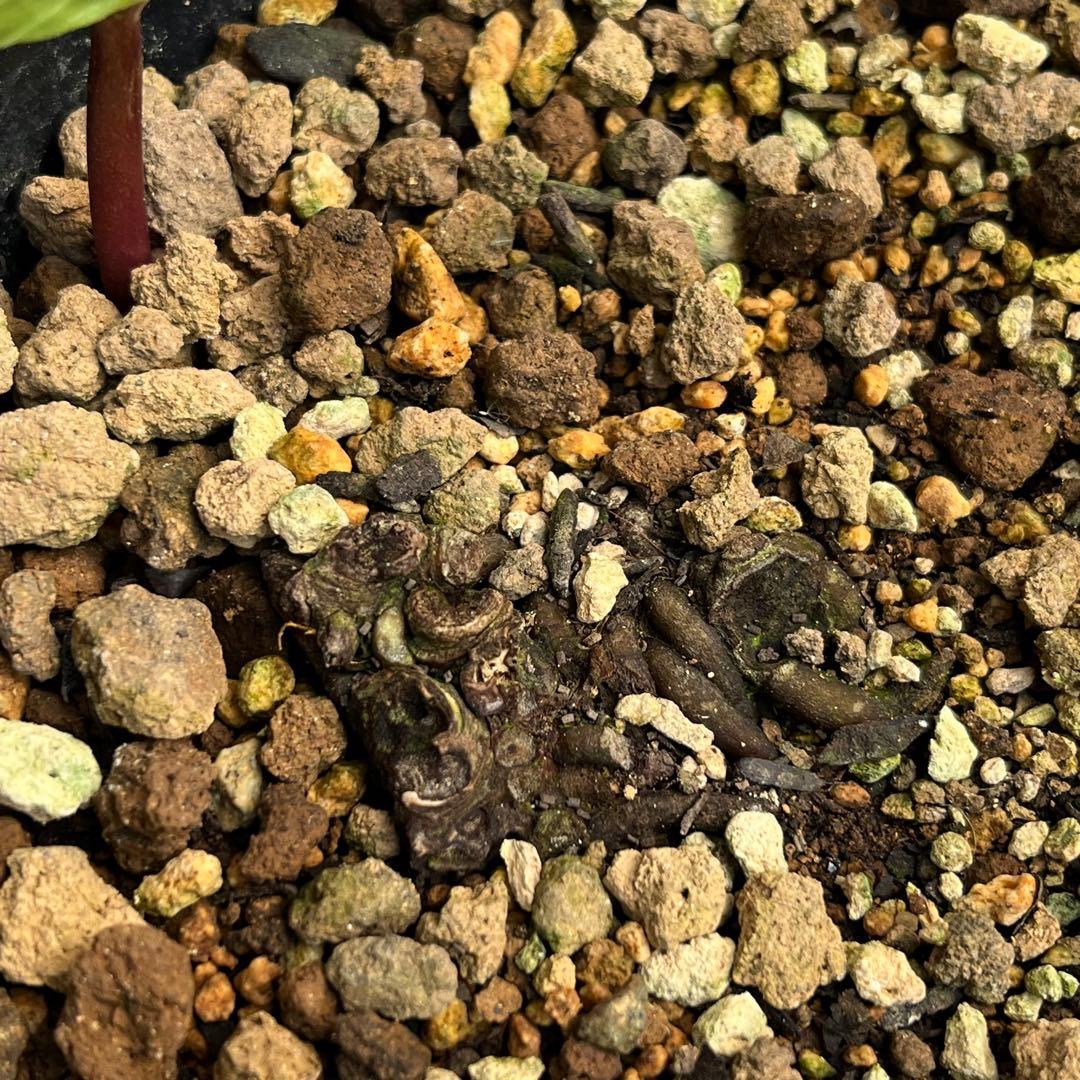 しえろ ポット発送メルカリ便 442 Ashwood 【ATLAS】