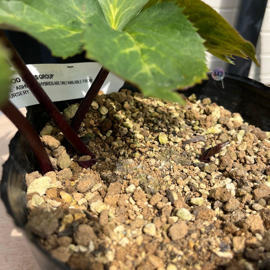 しえろ ポット発送メルカリ便 442 Ashwood 【ATLAS】