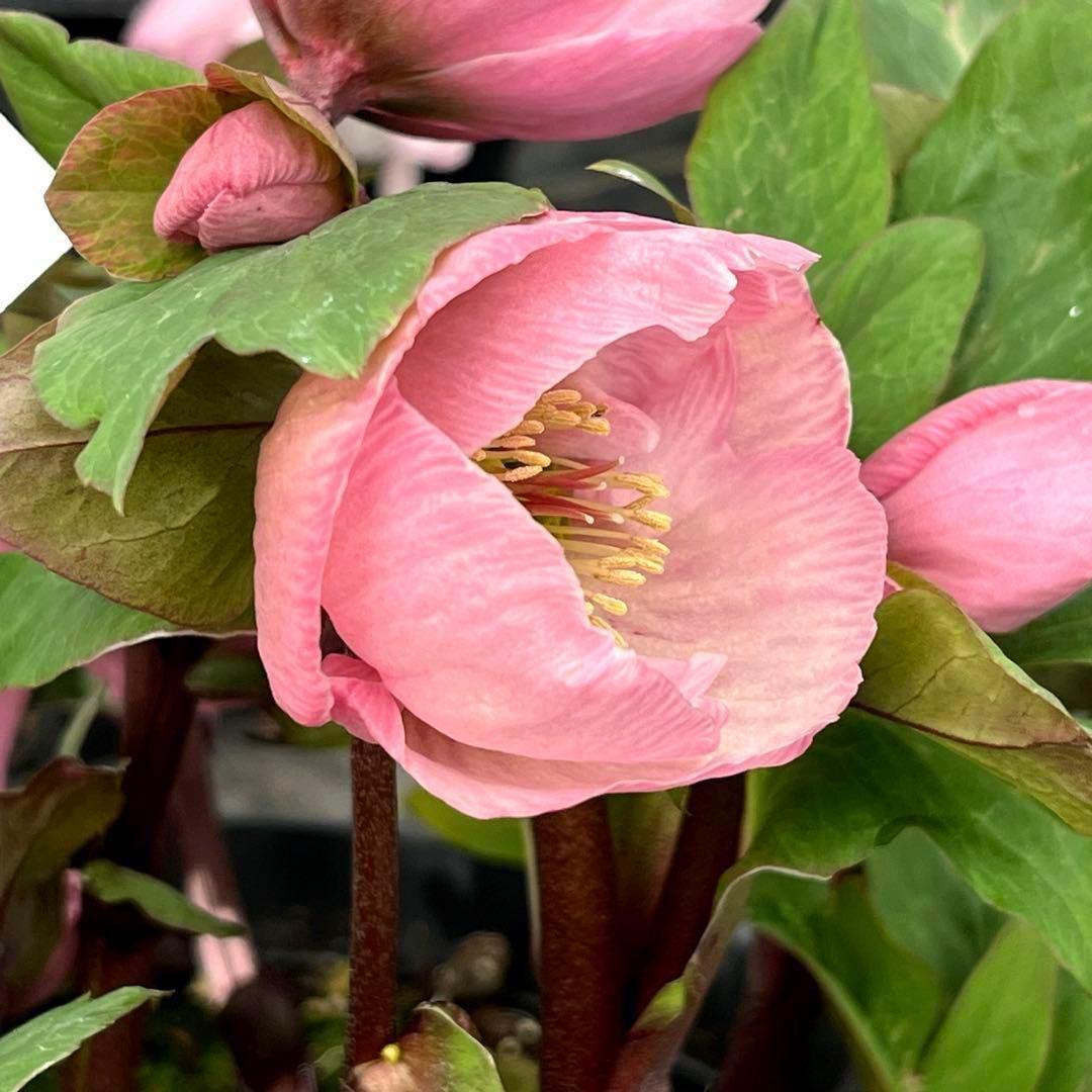 しえろ ポット発送メルカリ便 442 Ashwood 【ATLAS】