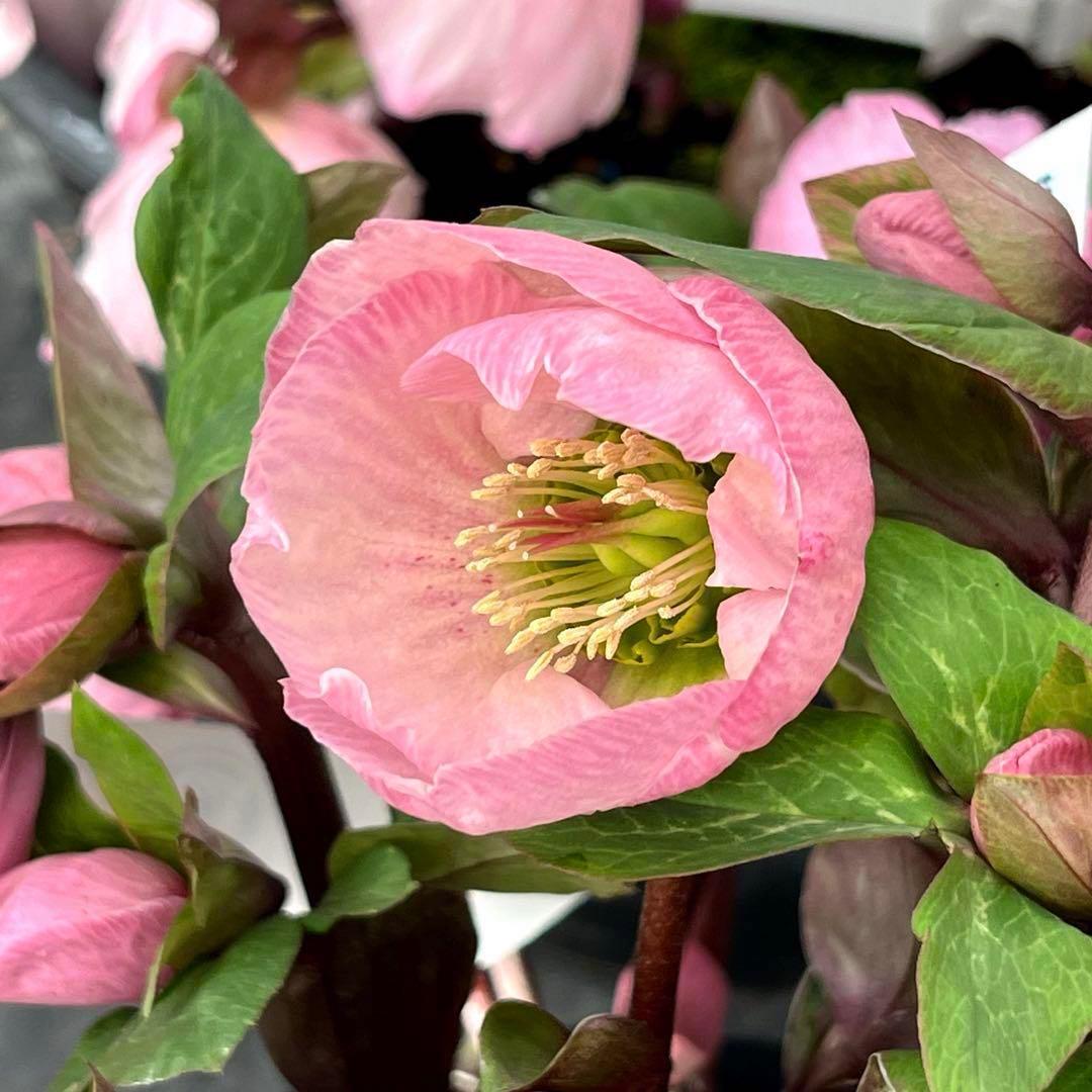 しえろ ポット発送メルカリ便 442 Ashwood 【ATLAS】