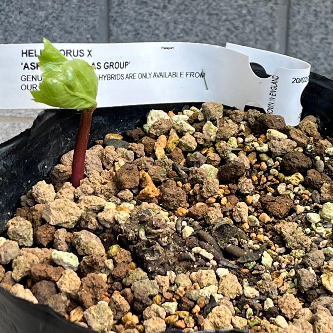 しえろ ポット発送メルカリ便 442 Ashwood 【ATLAS】