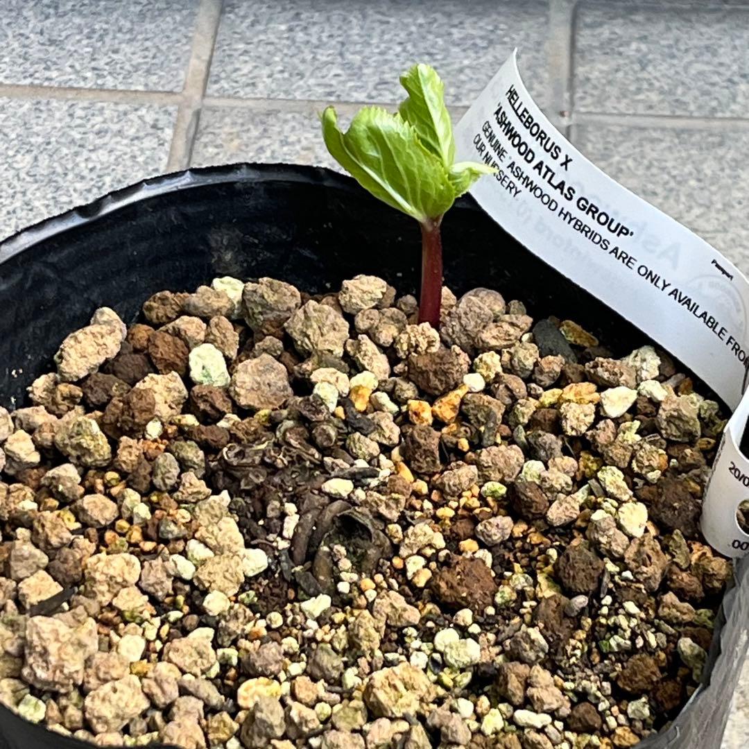 しえろ ポット発送メルカリ便 442 Ashwood 【ATLAS】