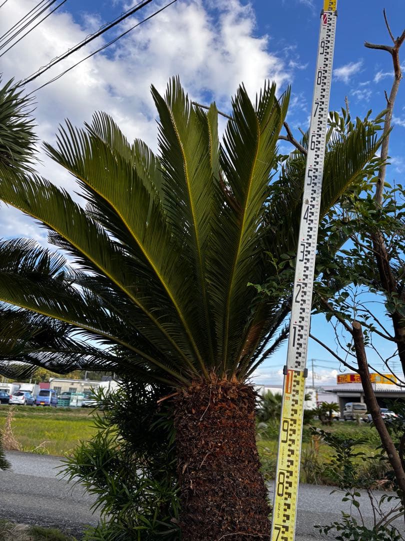 現地引き取り限定】特大ソテツ 約2.3m 幹太 良形株 シンボルツリー