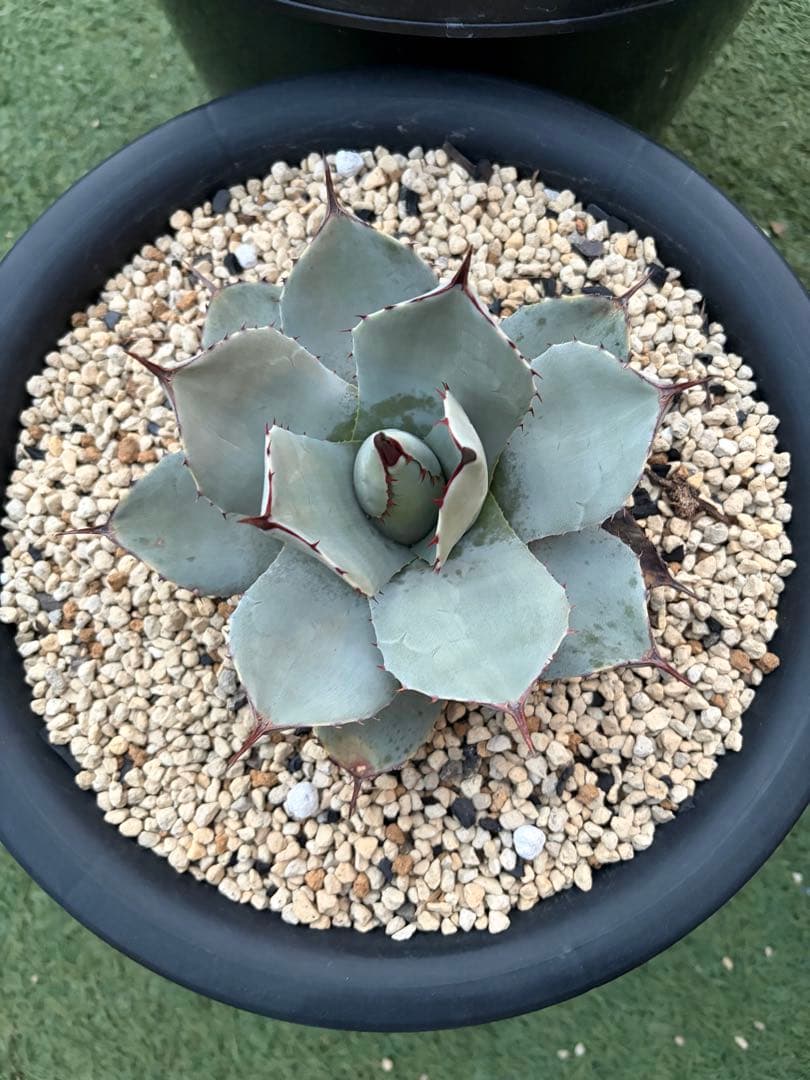 アガベ　パリー　吉祥天　純血　ホーチエンシス