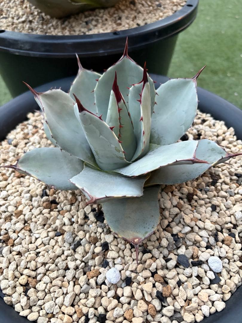 アガベ　パリー　吉祥天　純血　ホーチエンシス