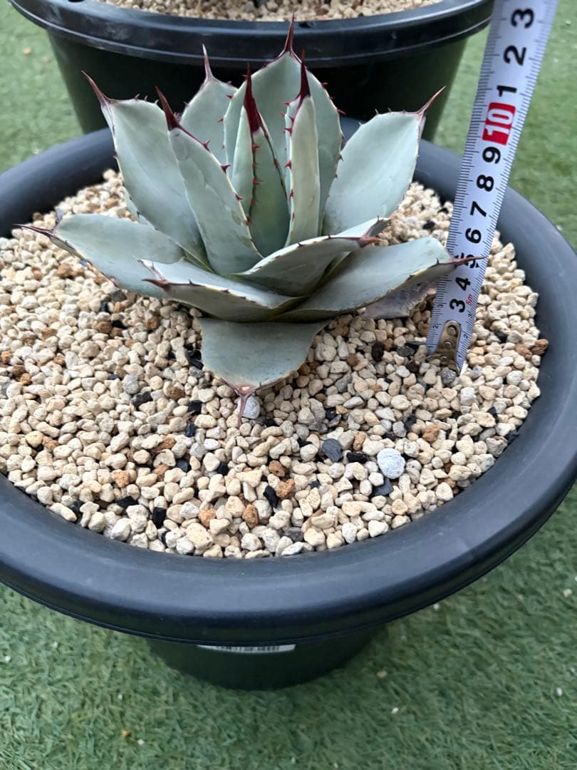 アガベ　パリー　吉祥天　純血　ホーチエンシス