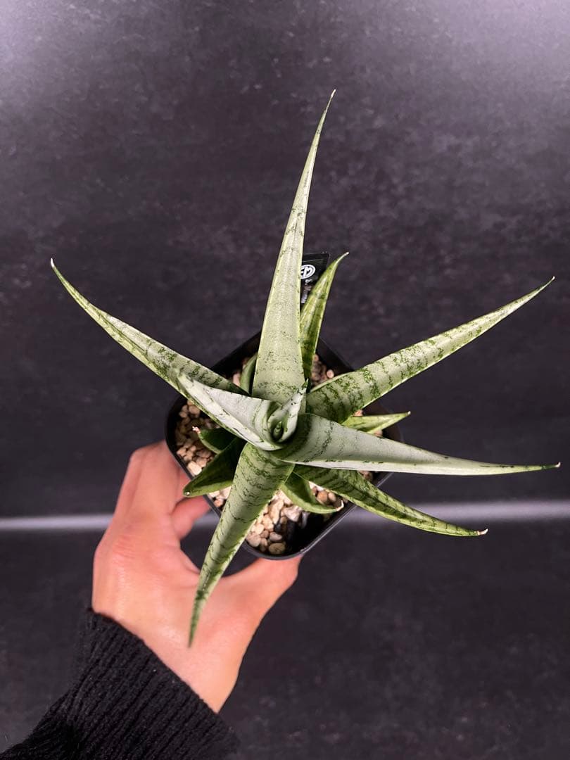 EMP サンセベリア Momo モモ / SA346 - メルカリ