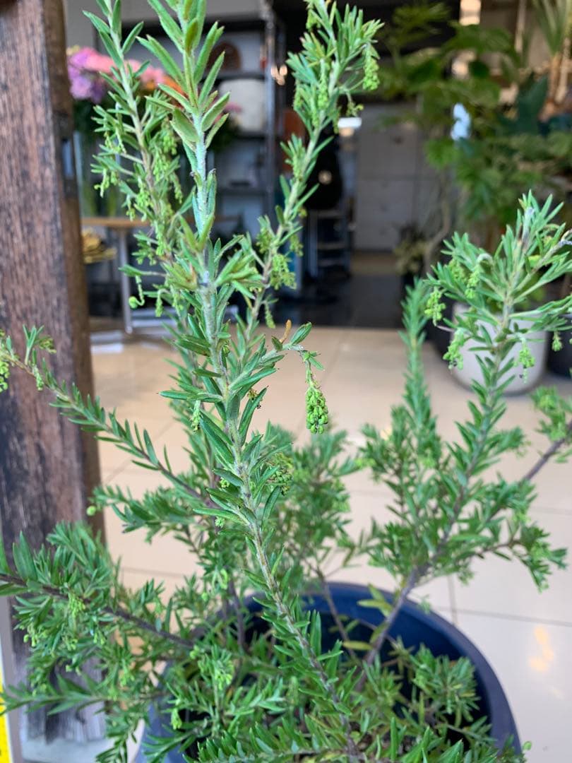 グレビレア ジュビリー 1 ファイバー鉢