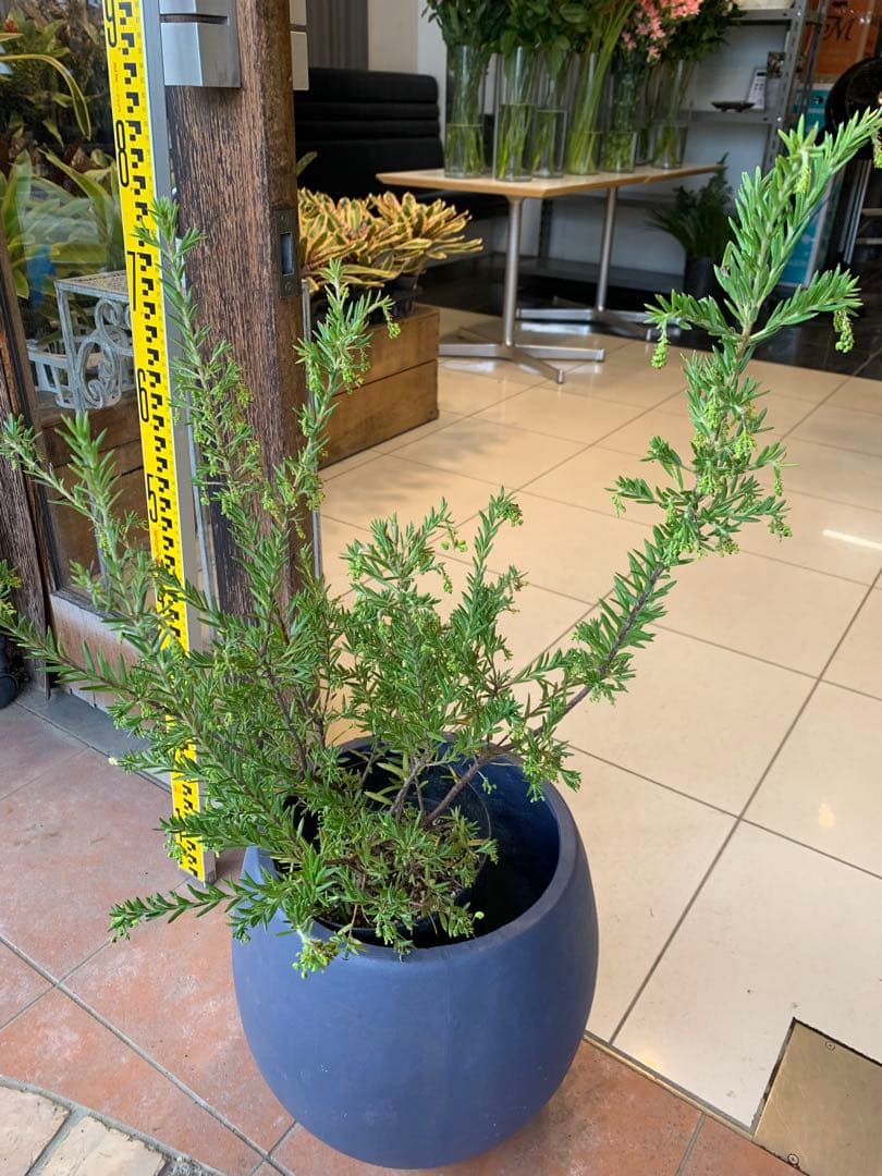 グレビレア ジュビリー 1 ファイバー鉢