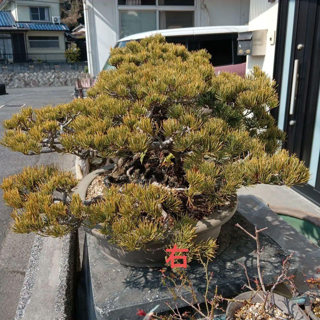 大型 松 盆栽 グレー鉢　五葉松盆栽100年物　2代引き続き、昨年植え替え