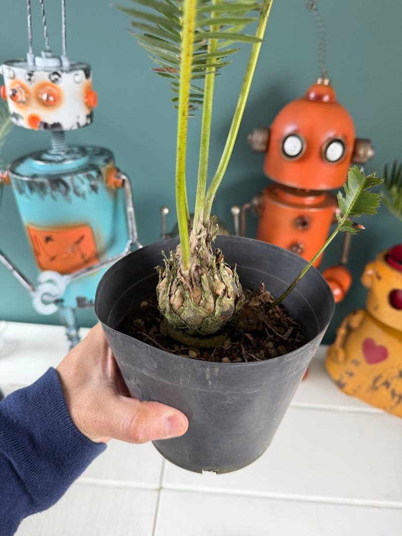 ディオーン・エデュレ / 国内実生 子株付き ソテツ 希少 ビザールプランツ