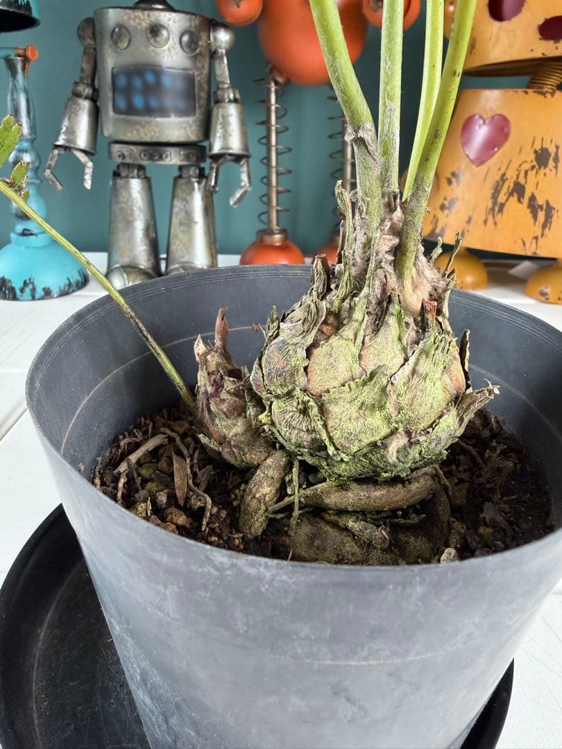 ディオーン・エデュレ / 国内実生 子株付き ソテツ 希少 ビザールプランツ