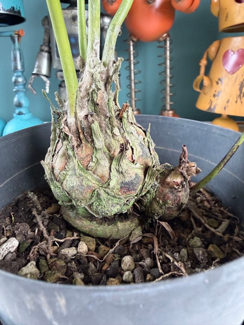 ディオーン・エデュレ / 国内実生 子株付き ソテツ 希少 ビザールプランツ