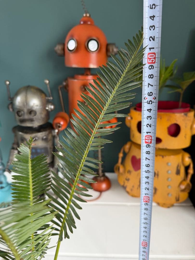 ディオーン・エデュレ / 国内実生 子株付き ソテツ 希少 ビザールプランツ