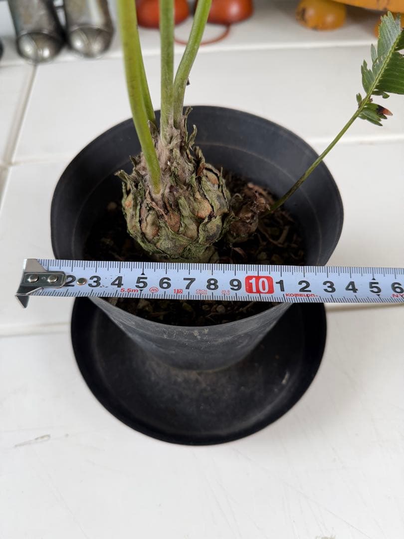 ディオーン・エデュレ / 国内実生 子株付き ソテツ 希少 ビザールプランツ