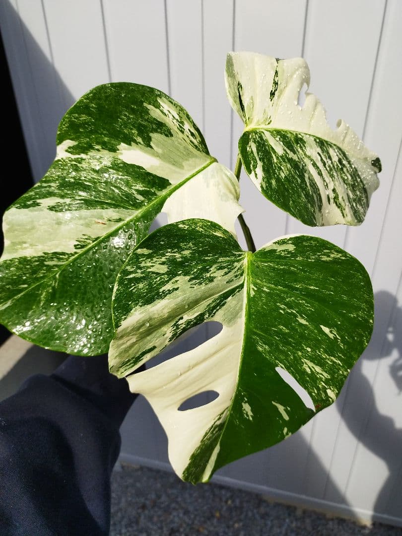斑入りモンステラC10 ホワイトタイガー カット発根済み - メルカリ
