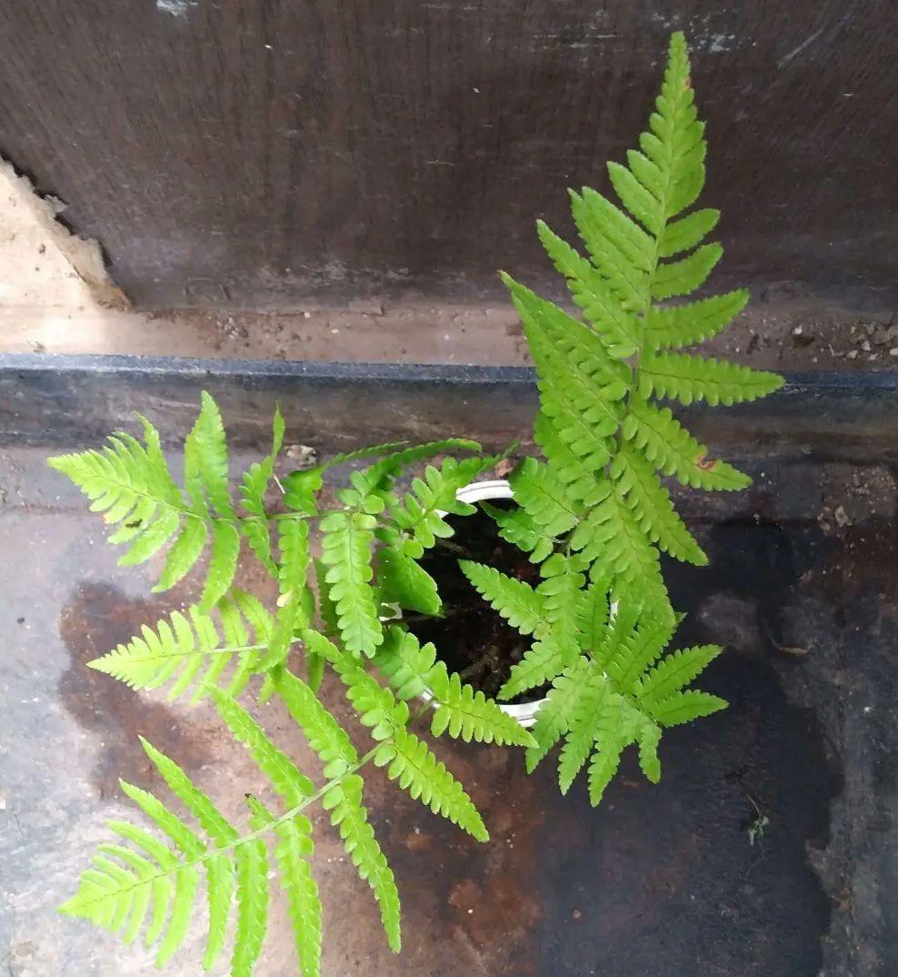 ワケアリ 中⑤ 品種不明シダ