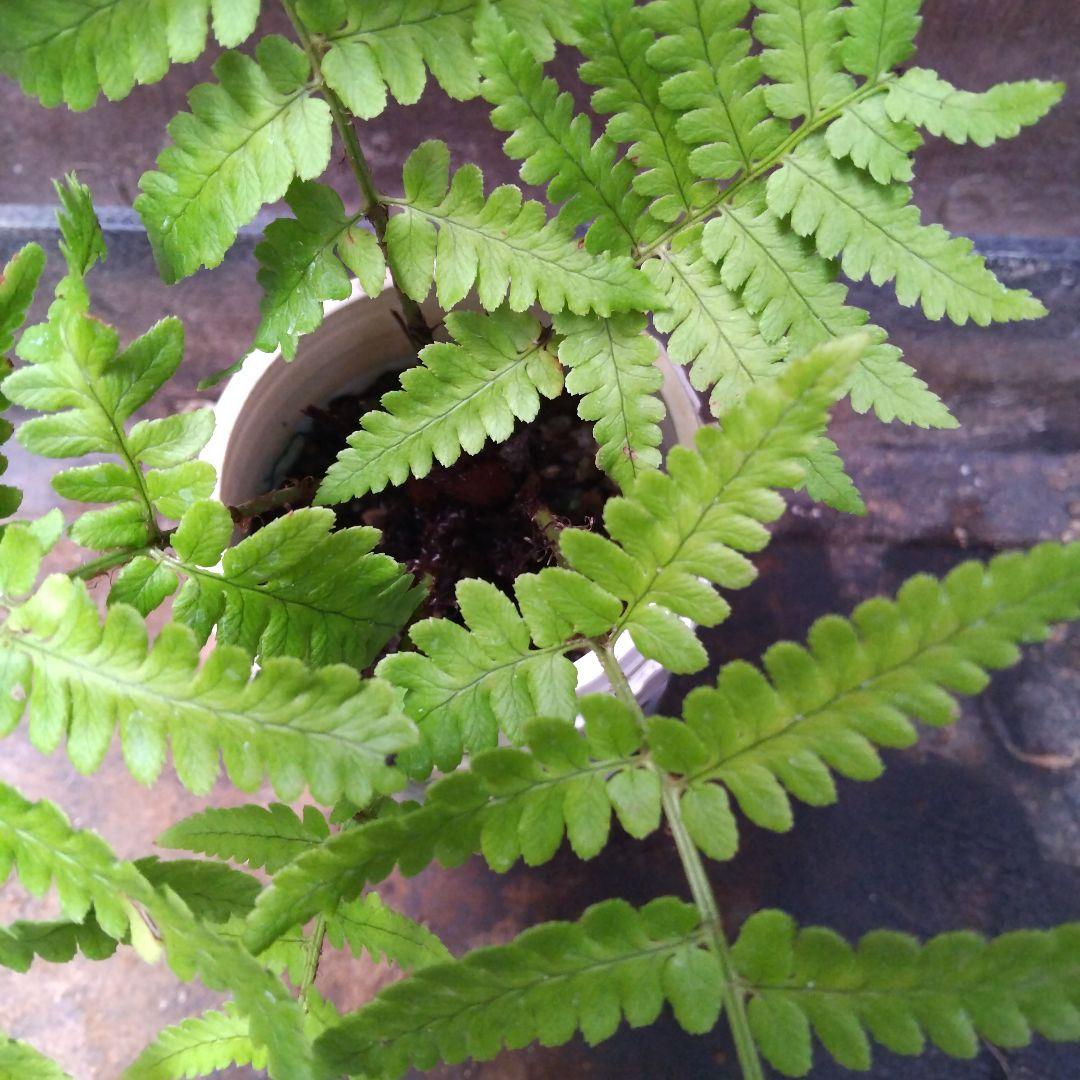 ワケアリ 中⑤ 品種不明シダ