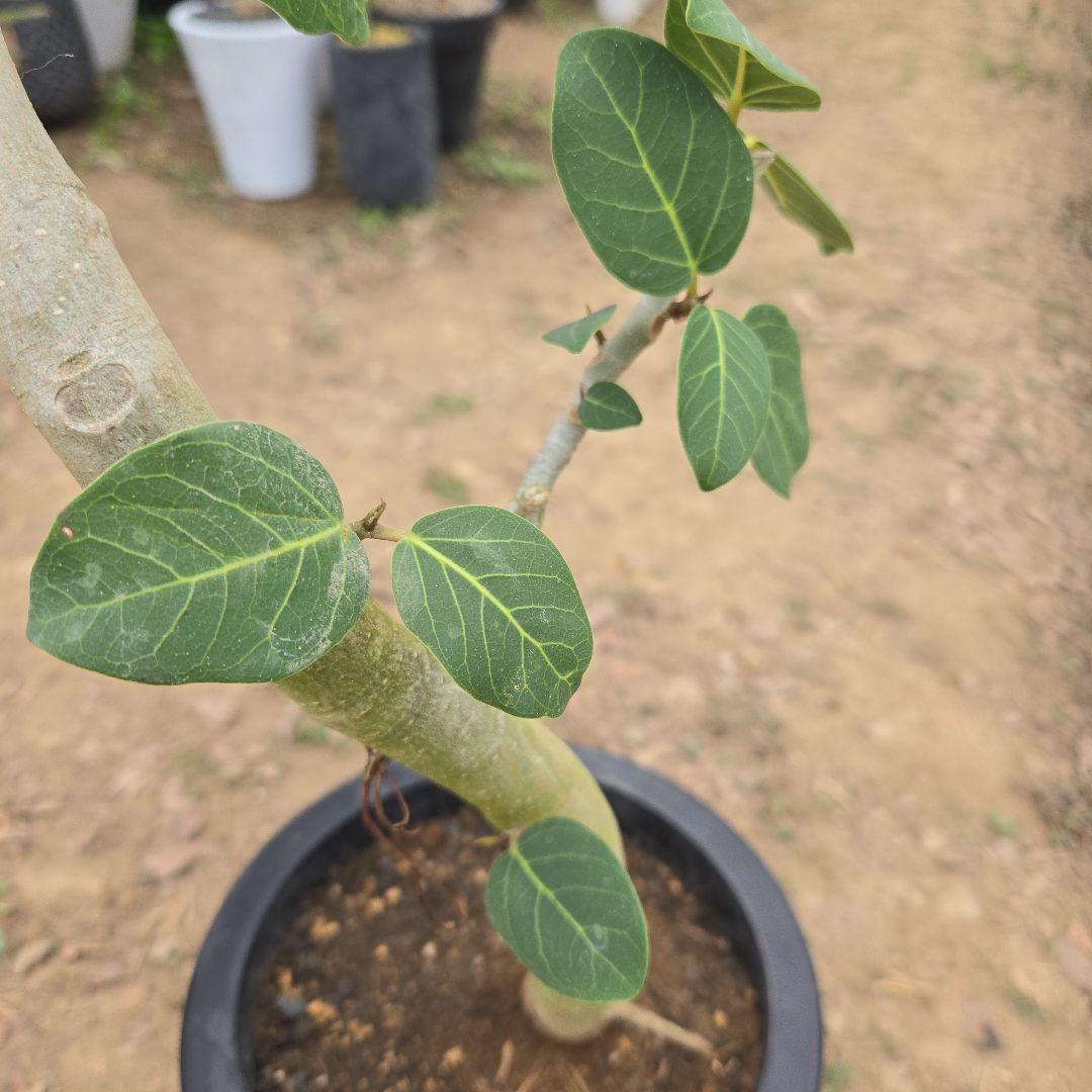 ④　フィカス　ベンガレンシ　8号曲がり仕立て「螺旋」特大苗木最高等級極上品‼️