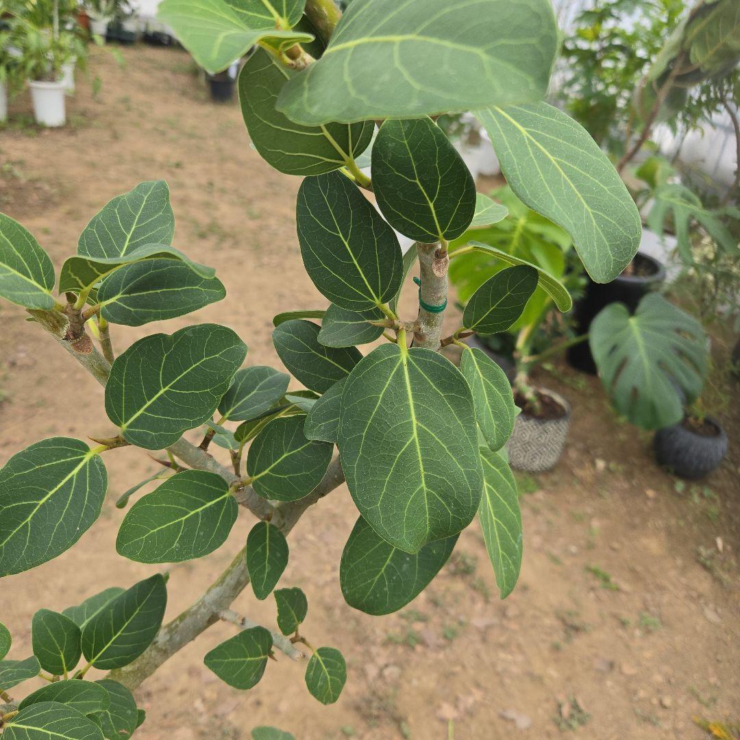 ④　フィカス　ベンガレンシ　8号曲がり仕立て「螺旋」特大苗木最高等級極上品‼️