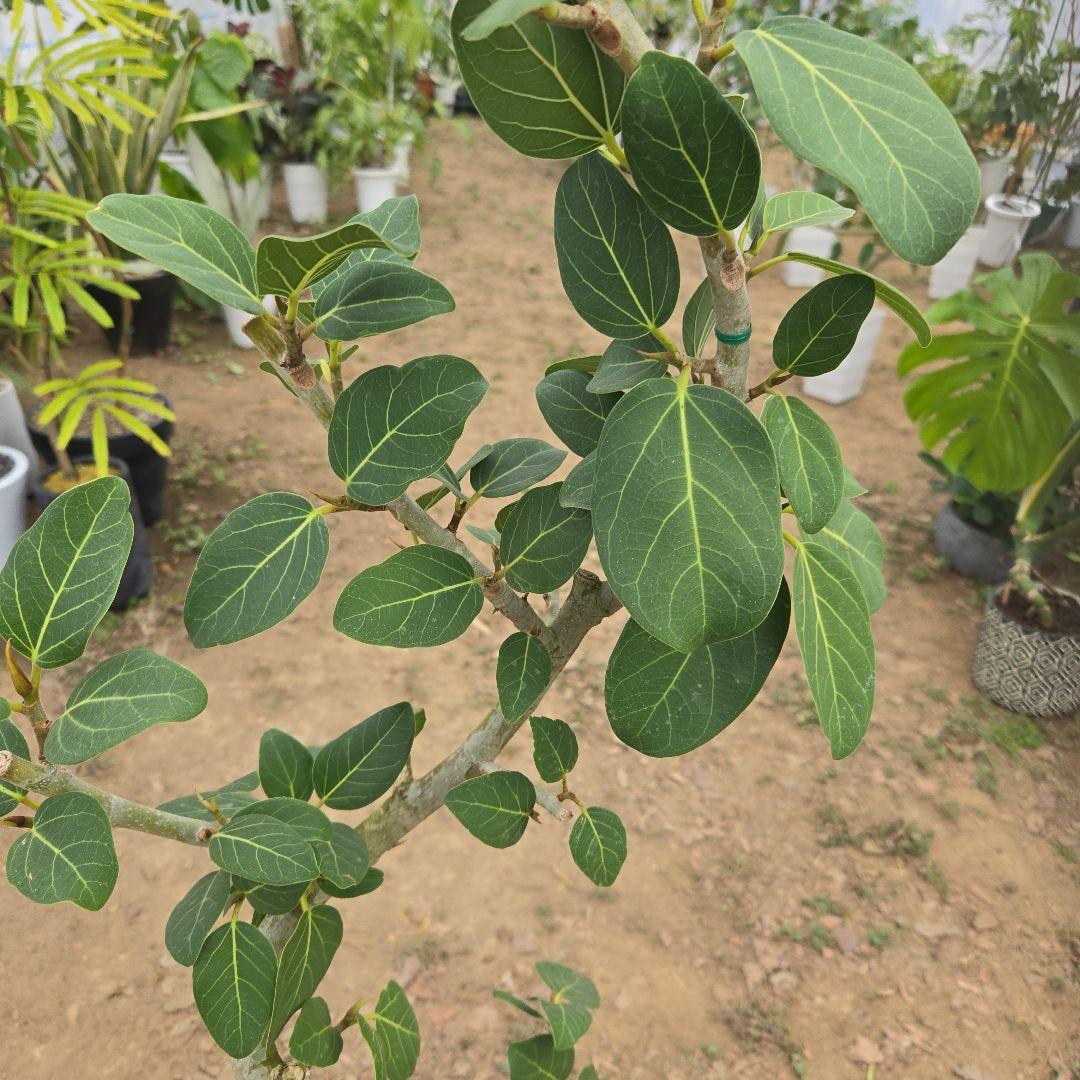 ④　フィカス　ベンガレンシ　8号曲がり仕立て「螺旋」特大苗木最高等級極上品‼️