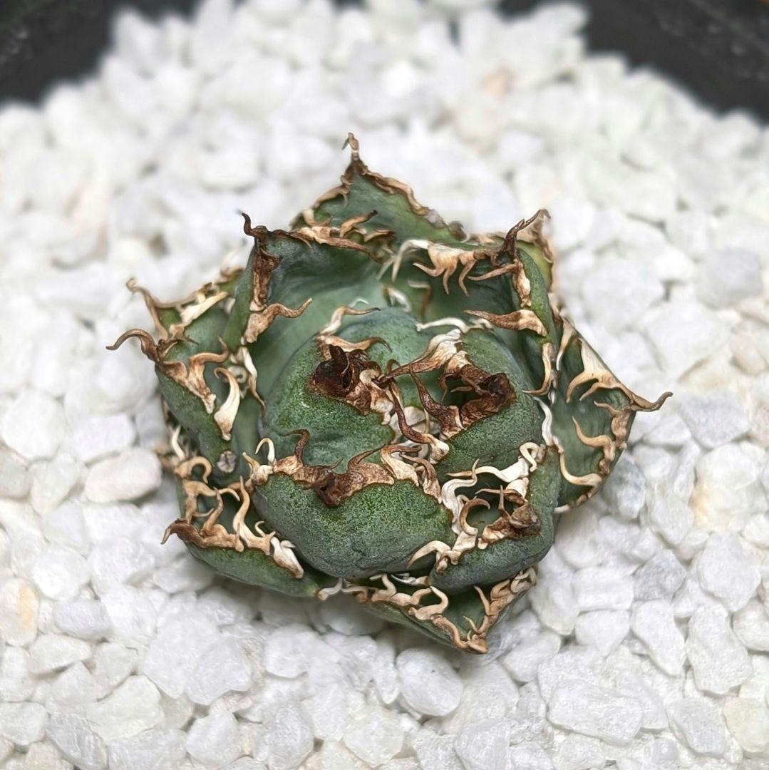 ミクロサイズ ボール型】Agavetitanota