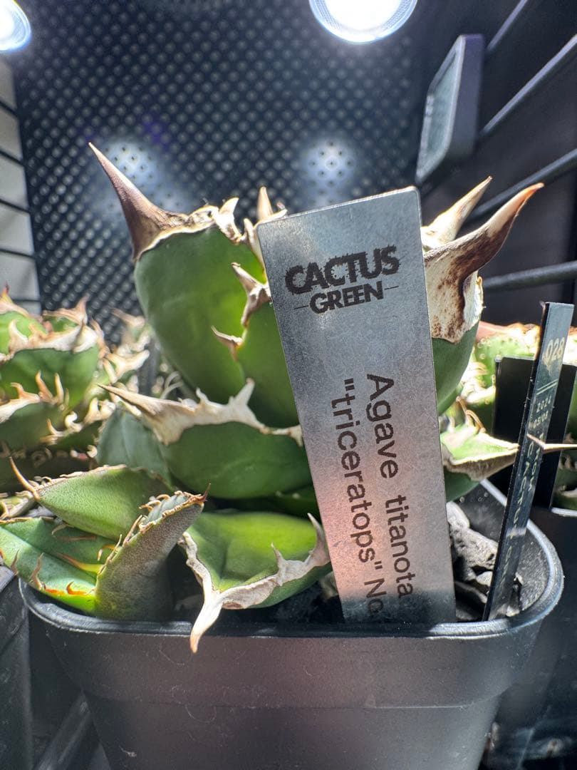 CG産】アガベ⭐︎チタノタ⭐︎Triceratops/白犀牛 02⭐︎子株⭐︎タグ