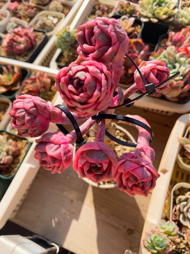 ラブリーローズ錦 虹斑入り レア 多肉植物 エケベリア 超美斑入り 抜き