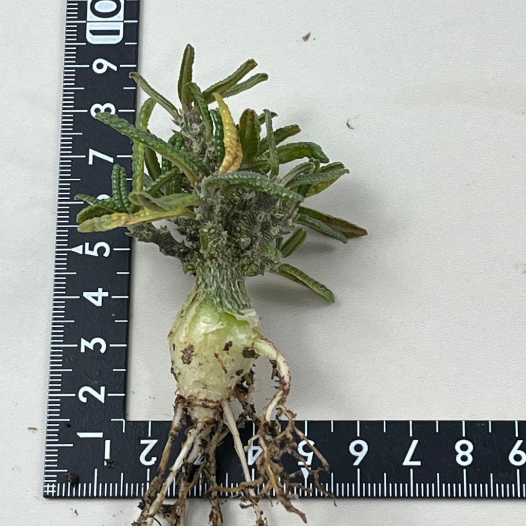 D61 実生 まん丸 ドルステニア ギガス ブラータ